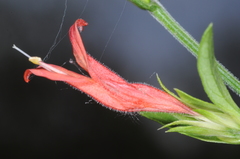 Justiciinae