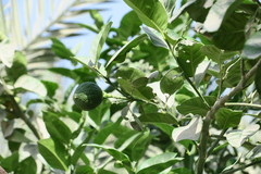 Citrus × limon