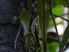 Anthurium galactospadix