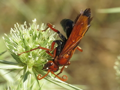 Hemipepsis mauritanica