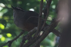 Montecincla fairbanki