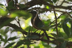 Montecincla fairbanki