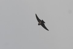 Hirundo domicola