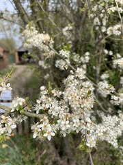 Prunus