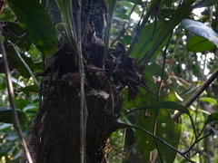 Anthurium galactospadix