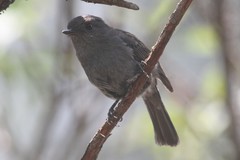 Eumyias albicaudatus