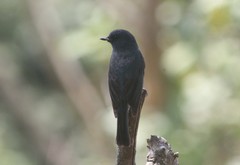 Eumyias albicaudatus