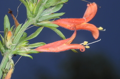 Justiciinae