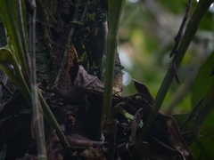 Anthurium galactospadix