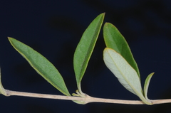 Aloysia gratissima