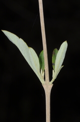 Aloysia gratissima