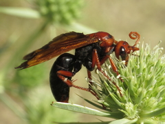 Hemipepsis mauritanica