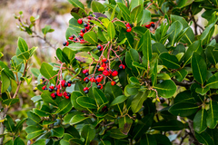 Apodytes abbottii