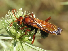 Hemipepsis mauritanica