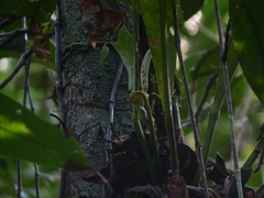 Anthurium galactospadix