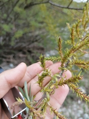 Salix eleagnos