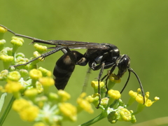 Cryptocheilus egregius