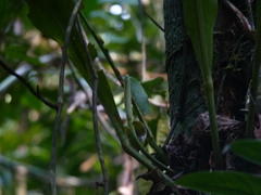 Anthurium galactospadix