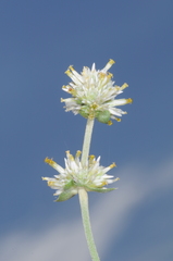 Gomphrenoideae