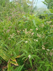 Austroeupatorium inulifolium