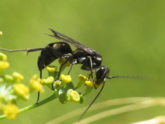 Cryptocheilus egregius