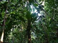 Anthurium galactospadix