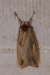 Ecnomodes sagittaria