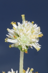 Gomphrenoideae