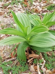 Veratrum album