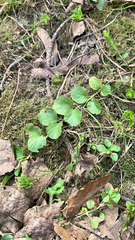 Lysimachia nummularia