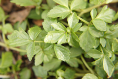 Smyrnium perfoliatum
