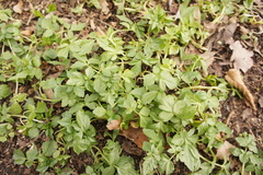 Smyrnium perfoliatum