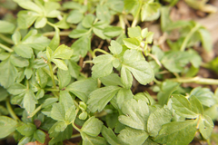Smyrnium perfoliatum