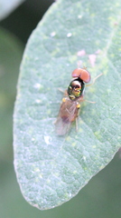Microchrysa flaviventris