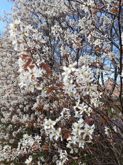 Amelanchier × lamarckii