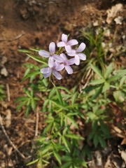 Cardamine bulbifera