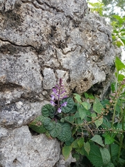 Scutellaria discolor