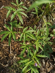 Cardamine bulbifera