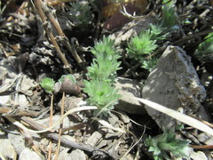 Artemisia cuspidata