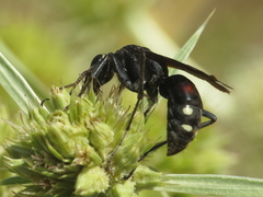 Cryptocheilus egregius