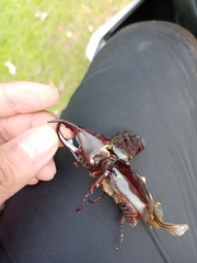 Xylotrupes gideon gideon