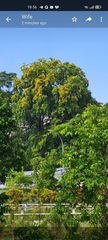 Pterocarpus indicus