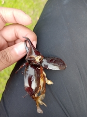 Xylotrupes gideon gideon
