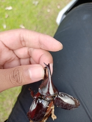 Xylotrupes gideon gideon