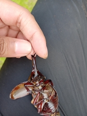 Xylotrupes gideon gideon