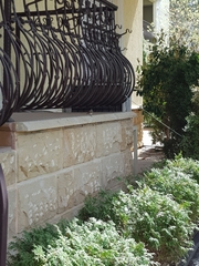 Phoenicurus phoenicurus