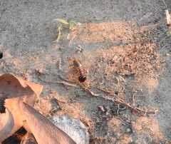 Hodotermes mossambicus