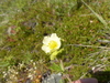 Cream Cinquefoil - Photo (c) jozien, some rights reserved (CC BY-NC), uploaded by jozien