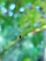 Parasteatoda merapiensis
