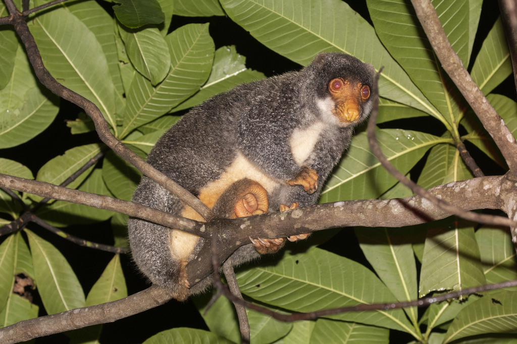Australian Spotted Cuscus